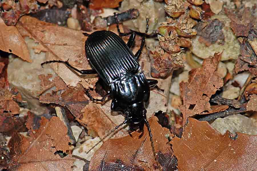 Carabidae da ID.